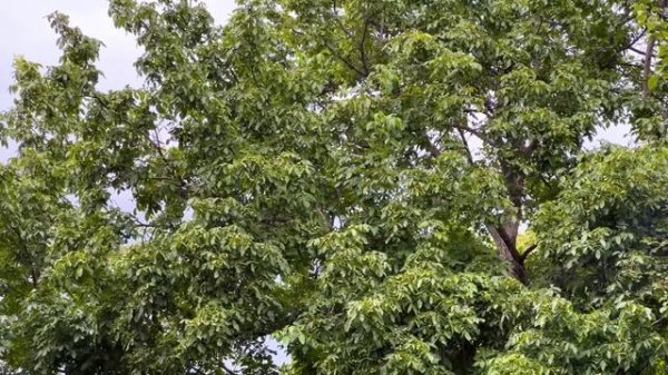 Cooking Rural Food from Fresh Harvest with Onions! Village Idyll