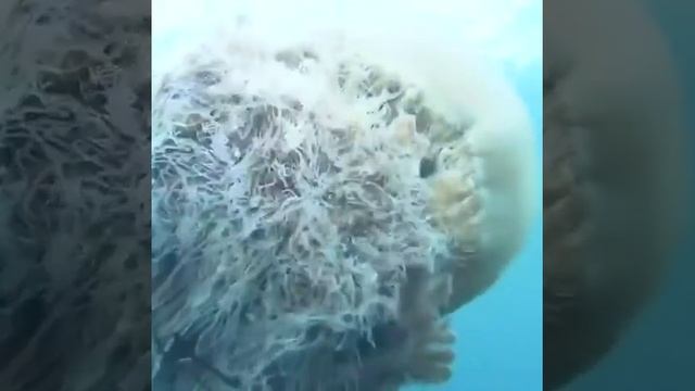 Медузу Nomura по праву можно считать самой большой медузой в мире смотреть онлайн