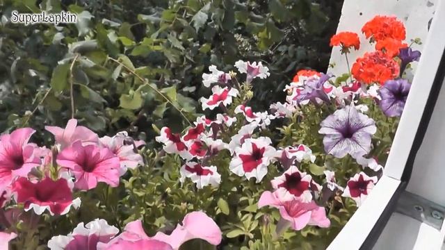 SuperLapkin"s VLOG: Цветы смотреть онлайн