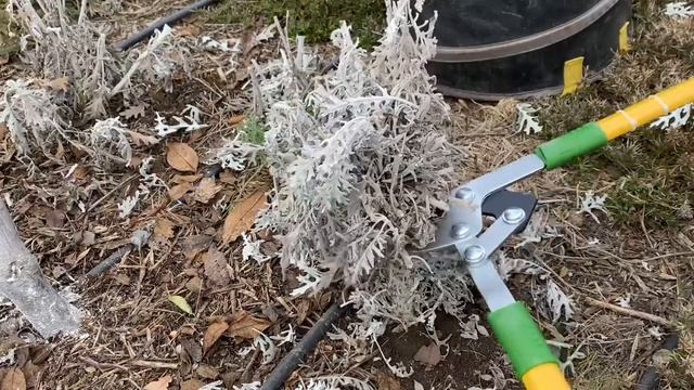 Цинерария приморская / ОБРЕЗКА ВЕСНОЙ/ уход за ЦИНЕРАРИЕЙ