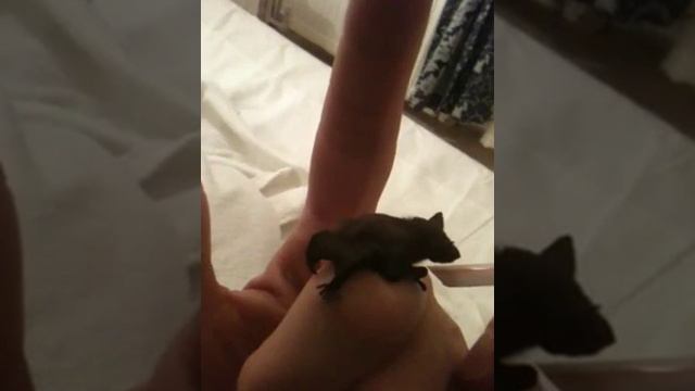 Кормление вампирёныша ))) смотреть онлайн