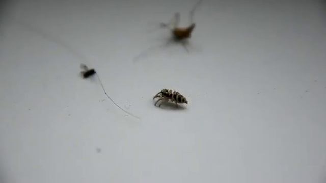 Паук-скакун (Salticus Cingulatus)