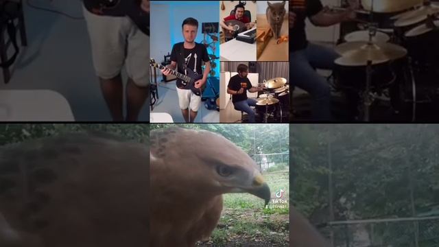 Рокопера исполняет #ястреб курганник и #орланбелохвост ??? rock opera with predators #shorts смотреть онлайн