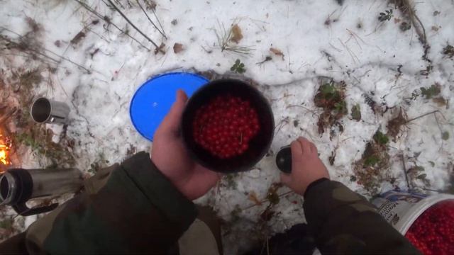 №15 Поход. Сбор зимней ягоды в сосновом бору смотреть онлайн