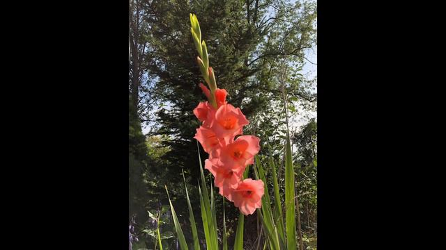 🌺A beautiful peach colored Gladiolus flower in my garden🌺