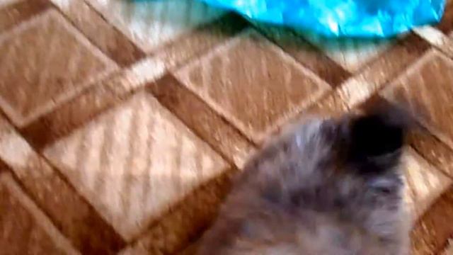 щенки пикинеса смотреть онлайн