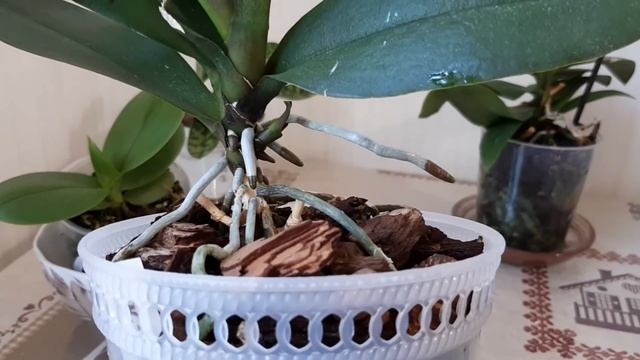 Летом орхидеи цветут скромно, но зато щедры на деток. смотреть онлайн