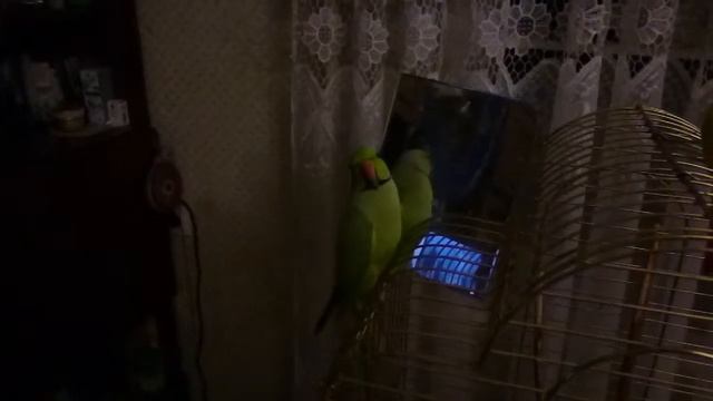 Попугай орет смотреть онлайн