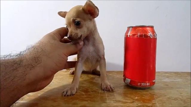 Chihuahua Mini Toy hembra de Ojos Verdes смотреть онлайн