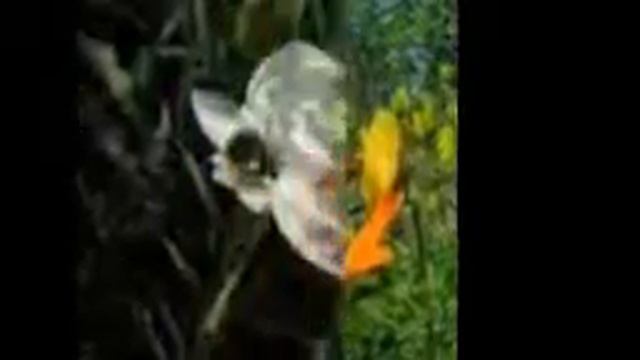 Моя Украина самая красивая смотреть онлайн