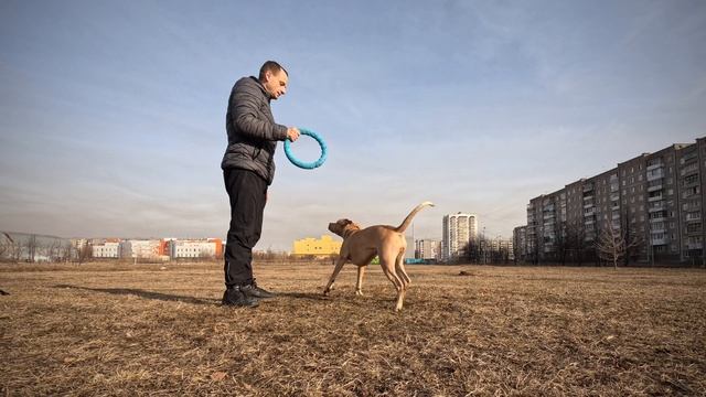 Питбуль раззадорилась?? смотреть онлайн