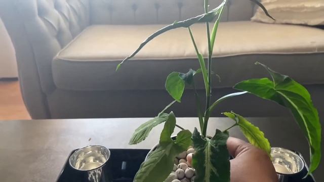 MY HOUSEPLANT SYNGONIUM WENDLANDII  / TORONTO