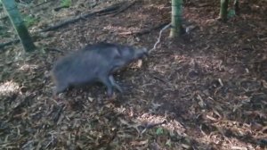 Кабан в петле.mp4