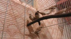 Японские амадины, хохлатые и чешуйчатые
