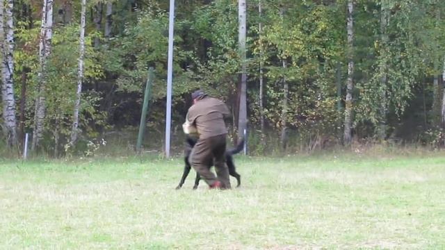 Витязь Пламенный Принц-кусачка на Мельникова смотреть онлайн