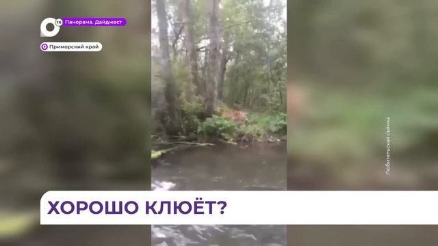 В Приморском крае амурский тигр вышел к удивлённому рыбаку смотреть онлайн