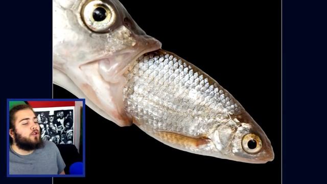 É REAL ou PHOTOSHOP? смотреть онлайн