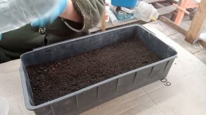 Посев семян  базилика овощного фиолетового