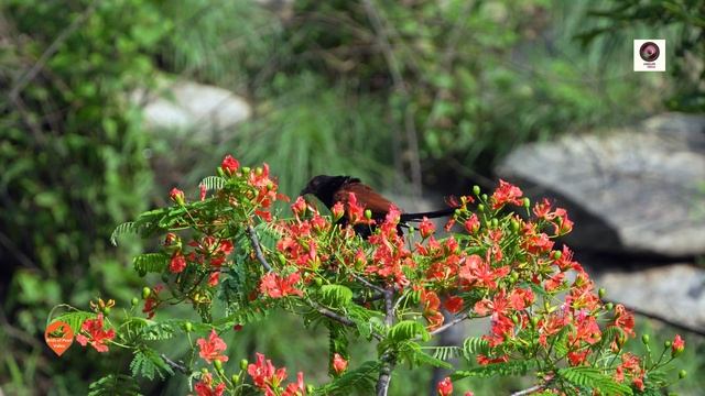 Best Birding Location near Bangalore: Pearl Valley Water Falls: Near Anekal : Nature's hidden resor смотреть онлайн