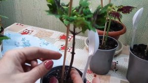 ?Колеусы?Формировка для штамба?