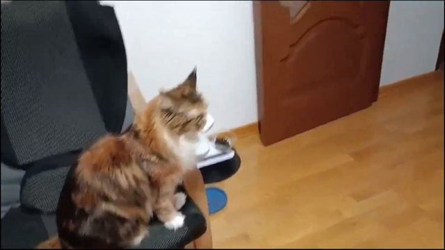 Krasnodar | Russia | Краснодар | Россия | Мейн-кун | Maine Coon | кошка | влог | смотреть онлайн