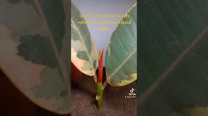 Фикус Эластика Белиз начал выпускать новый лист.