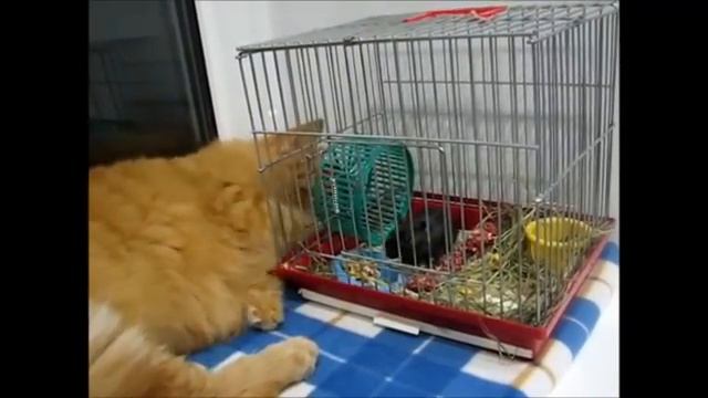 кошки мышки смотреть онлайн