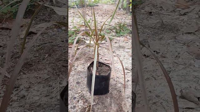 Tanaman hias dracena tricolor I dracaena reflexa va смотреть онлайн