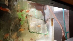 Стурисома панамская.  Разведение