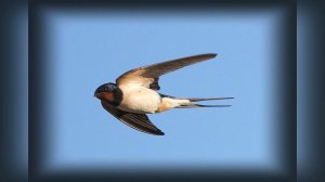 Чубарук - минус (КАРАОКЕ)