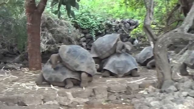 Моментальное размножение Галапагосских динозавров