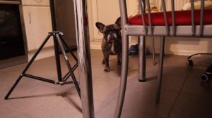 Французский бульдог не ест сухой корм