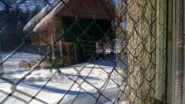 Прогулка в заповеднике. Часть ПЕРВАЯ. Поездка по Брестской области смотреть онлайн