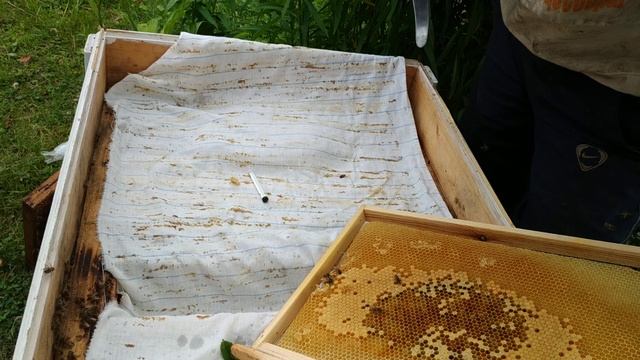 Пчелиное маточное молочко сбор .Царское желе.Удивительнейший продукт пчеловодства.Жить здорово. смотреть онлайн