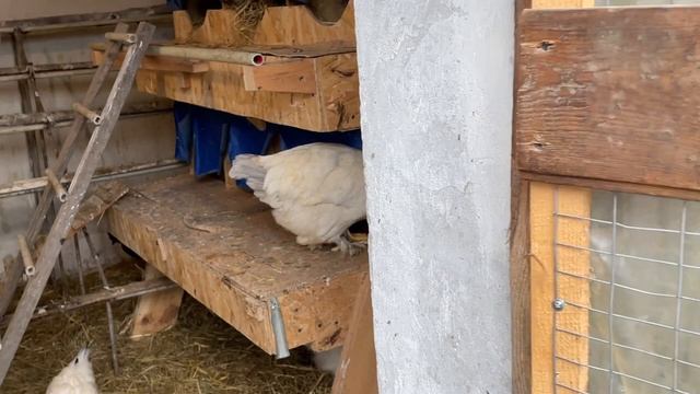 Почему куры кашляют, хрипят и болеют смотреть онлайн