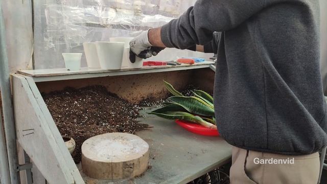 Snake plant : How to propagate Snake plant from root? / diy dividing snake plant смотреть онлайн