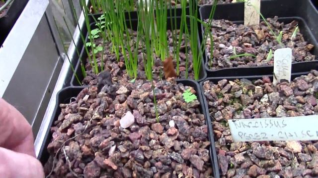 Bulb Log Video Diary Supplement An Update On The Growth In The Bulb Houses Today, 21 12 15.