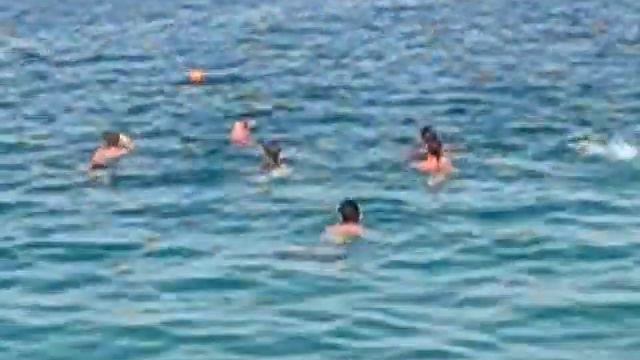 Palm Beach Dolphins Part 3 смотреть онлайн