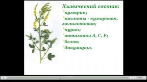 Донник Полезные свойства