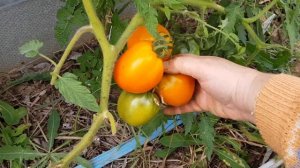 Томат Золотое сердце. (семена Сиб Сада)