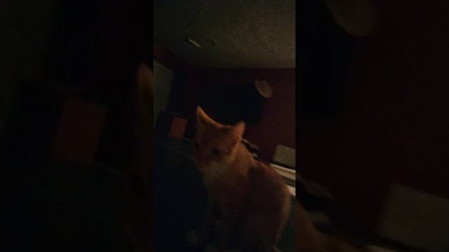 What I'm Grateful For - Luna and Tim Milo Kass #gratefulwithme #cats смотреть онлайн