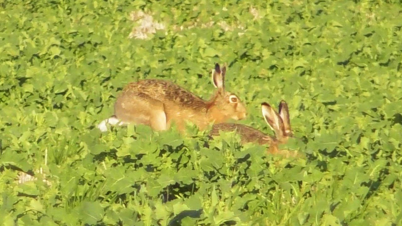 Зайцы развлекаются в рапсе. Заяц-русак (Lepus europaeus) Херсонская область смотреть онлайн