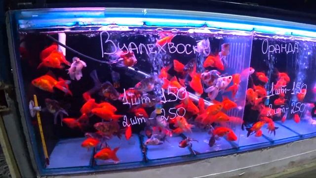 САДОВОД/ ПТИЧИЙ РЫНОК/ДЕКОРАТИВНЫЕ ЗВЕРЮШКИ/ЩЕНКИ/КОШКИ/АКСЕСУАРЫ/ПОПУГАИ/РЫБКИ/ПРОВИНЦИАЛЫ В МОСКВ смотреть онлайн