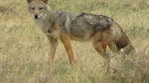 Jackal sound, cry jackal, howl jackal   Звук шакала, крик шакала, вой шакала