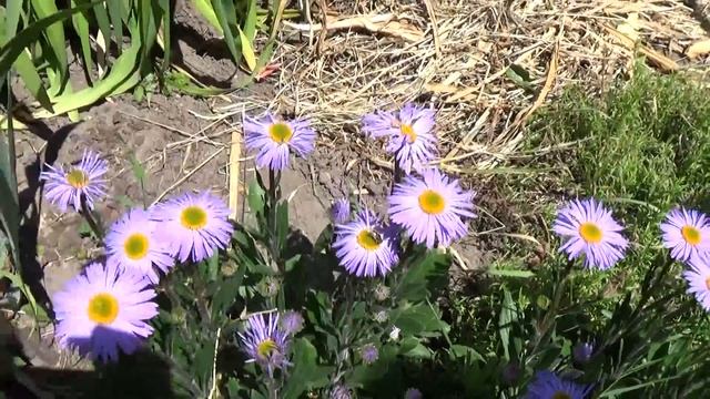 КАК МЫ ВЫЖИГАЛИ НА ДЕРЕВЕ - ПАПА КОСИТ ТРАВУ смотреть онлайн