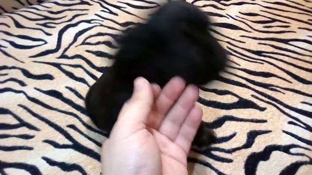 активный щенок смотреть онлайн