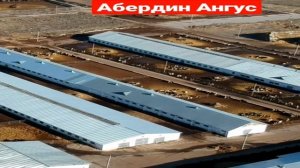 Абердин Ангус мясная порода КРС/ продажа Абердин Ангус в России