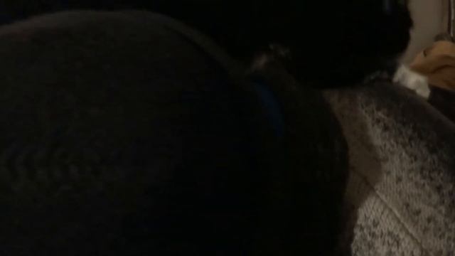 Кот соскучился по хозяину!!!! смотреть онлайн