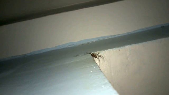 Spider Battle :: Urban ForeSTyle :: Подъездный ПаучОК смотреть онлайн