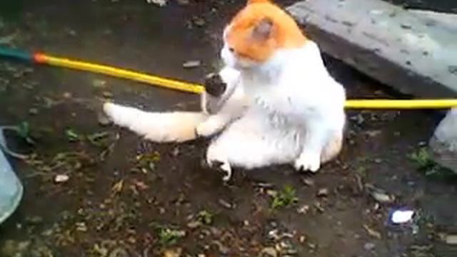 кот ананист смотреть онлайн